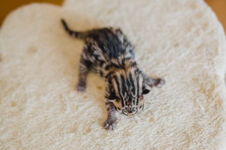 bengal little sweet kitty catteryの写真素材