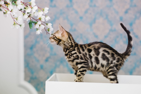 bengal baby kitten brown spottedの写真素材