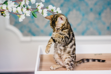 bengal baby kitten brown spottedの写真素材