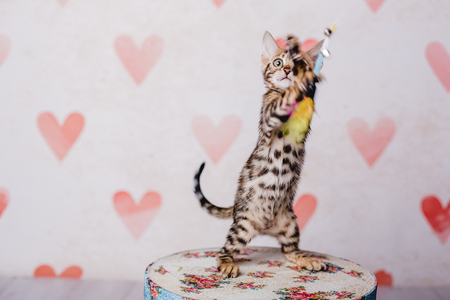 bengal baby kitten brown spottedの写真素材