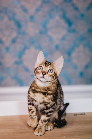 bengal baby kitten brown spottedの写真素材