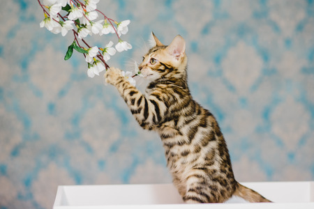 bengal baby kitten brown spottedの写真素材