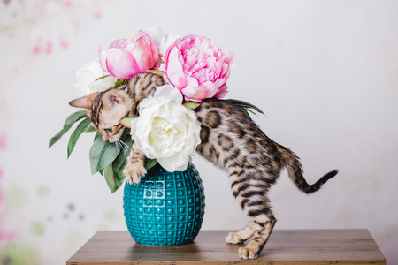 bengal baby kitten brown spottedの写真素材