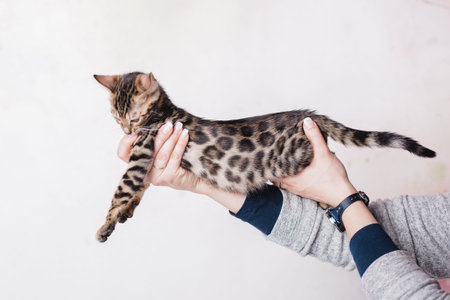bengal baby kitten brown spotted