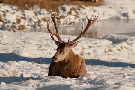 The rest of the chief deerの写真素材