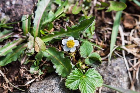 A single flower of strawberryの写真素材