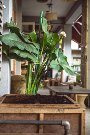 Peace lily, green big and tall plant in a wooden box pot with coffee beans powder fertiliser, indoors design and decor ideas, terrace inside the house, gardening ideas at homeの写真素材