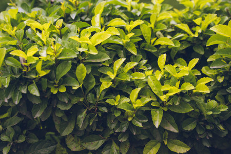 green and yellow leaves background, green bushes in summer, flora decor and design, green tree and...
