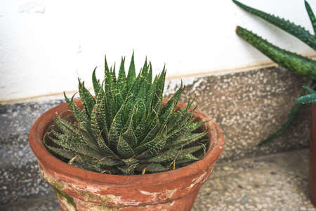 Succulent aloe vera plant in an old brown pot on the floorの写真素材