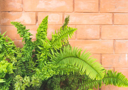 Green big fern plant in the pot against the red brick wall, copy paste background, outdoors house decorationの写真素材