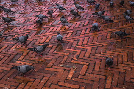 Wild street pigeons on the wet old red brick floor after the rain, selective focus, in motion,...
