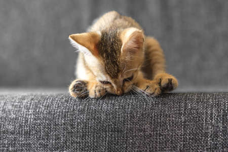 Small cute Bengal kitten on the sofaの写真素材