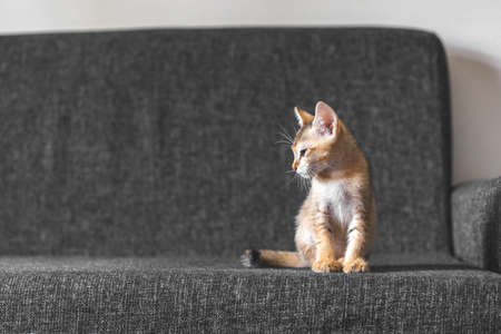 Small cute Bengal kitten on the sofaの写真素材
