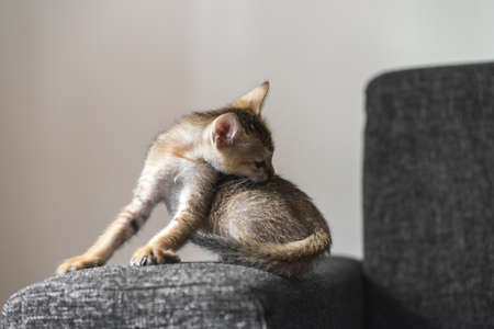 Small cute Bengal kitten on the sofaの写真素材