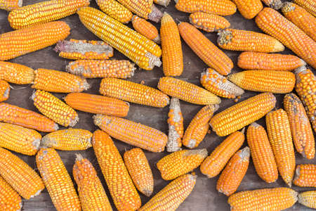 close up of old orange corn on the cob, the process of drying corn on the street, wooden background,  selective focus, cooking recipes, organic vegetable farmingの写真素材
