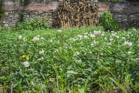 Field of potato plants in summer, local farm in Asian village, agriculture productionの写真素材