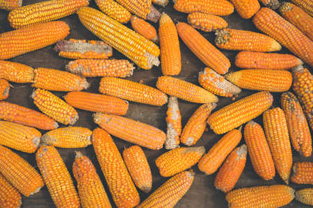 close up of old orange corn on the cob, the process of drying corn on the street, wooden background,  selective focus, cooking recipes, organic vegetable farmingの写真素材