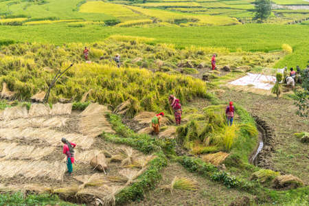 Namo Buddha, Nepal - September 20, 2020: Nepali farmers in field harvesting rice crops. Rice harvest season, local women in Nepal working in the fieldのeditorial素材
