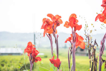beautiful tall red canna flowers in the field, flora and gardens, countryside nature, Asian landscape, closeup canna, bright and positive flowersの写真素材