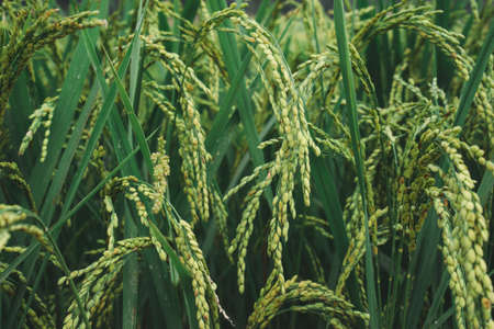 field of rice, closeup pf rice crops, green paddy fields in Asia, harvest season, agriculture and farming Rice field in Nepal, countryside road, villages in Asiaの写真素材