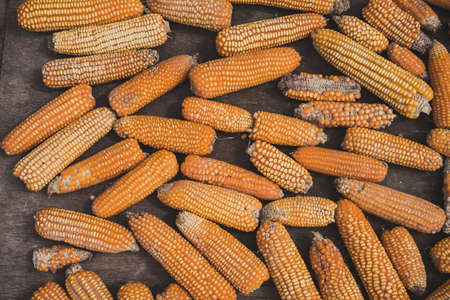 close up of old orange corn on the cob, the process of drying corn on the street, wooden background,  selective focus, cooking recipes, organic vegetable farmingの写真素材