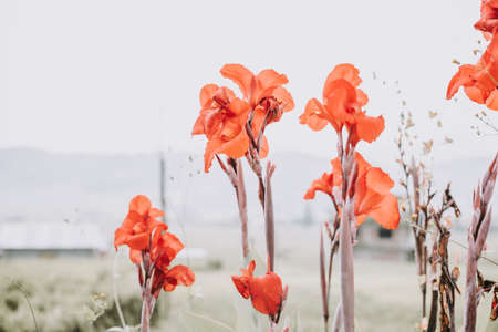 beautiful tall red canna flowers in the field, flora and gardens, countryside nature, Asian landscape, closeup canna, bright and positive flowersの写真素材