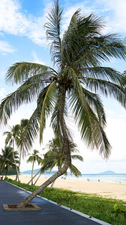palm tree on the beach, Hainan Island in China, holiday and vacation concept, summer season, sunny weather, Shimei Bay, Moonbayの写真素材