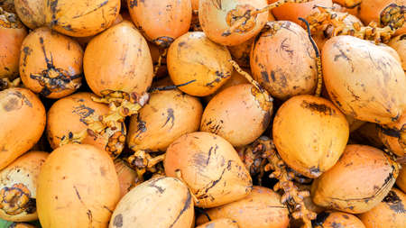 Golden king coconuts, a pile of raw and ripe coconuts. Coconut oil ingredient, fruit market in Asia, Hainan Island in China.の写真素材