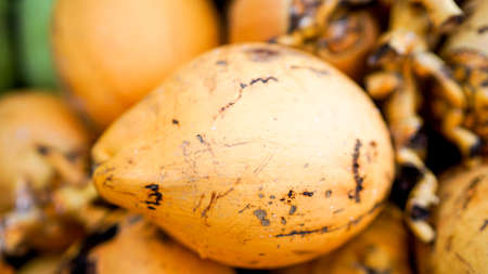 Close up golden coconut fruit on the market, Hainan Island, China, tropical ripe coconutの写真素材