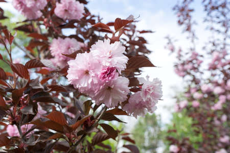 pink tree, Sakura Kanzan. Prunus serrulata. Cerasus serrulata. Sekiyama. Japanese cherry blossom, spring seasonの写真素材