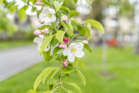 Close up of an apple blossom branch, copypaste space, white and pink flowers, green grass background, botanical garden in spring seasonの写真素材
