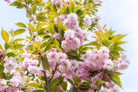 pink cherry blossom, Sakura Kanzan. Prunus serrulata. Cerasus serrulata. Sekiyama. Japanese cherry blossom, spring seasonの写真素材