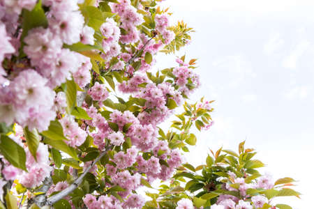 pink flowers on blue sky background, Sakura Kanzan. Prunus serrulata. Cerasus serrulata. Sekiyama. Japanese cherry blossom, spring seasonの写真素材