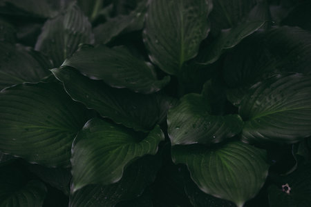 leaves of Spathiphyllum cannifolium, abstract green texture, nature background, tropical leaf