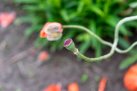 Small poppy head, closeup of poppy bud. Red flowers. Copy space concept. Opium and drug flower in...