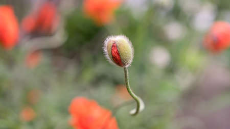 Heart-shaped flower. red poppy flower buds. Selective focus. Blurred background. Beautiful bokeh. Poppies in the ground. Copy space conceptの写真素材