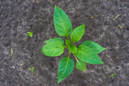 Young green bell pepper seedling sprouts. Selective focus. Green plant grows in soil. Farming and...