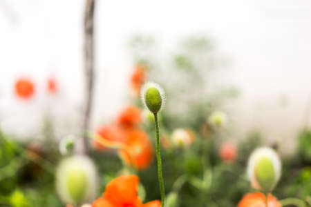 Beautiful red poppy bud close up, wild poppies in the gardenの写真素材