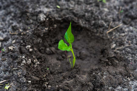 Young green bell pepper seedling sprouts. Selective focus. Green plant grows in soil. Farming and agricultureの写真素材