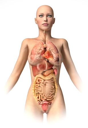 Woman body  with interior organs superimposed. Anatomy image.の写真素材