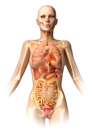 Woman body, with bone skeleton and all interior organs superimposed. Anatomy image.の写真素材