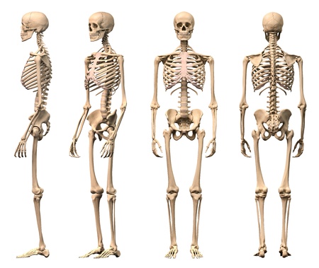 Male Human skeleton, four views, front, back, side and perspective. Scientifically correct, photorealistic 3-D rendering. の写真素材