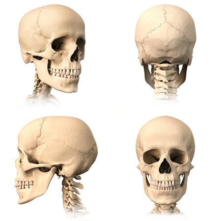 Very detailed and scientifically correct human skull. Three orthogonal views, plus perspective, on white background. Anatomy image.の写真素材