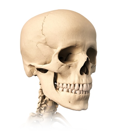 Very detailed and scientifically correct human skull, on white background. Anatomy image.の写真素材