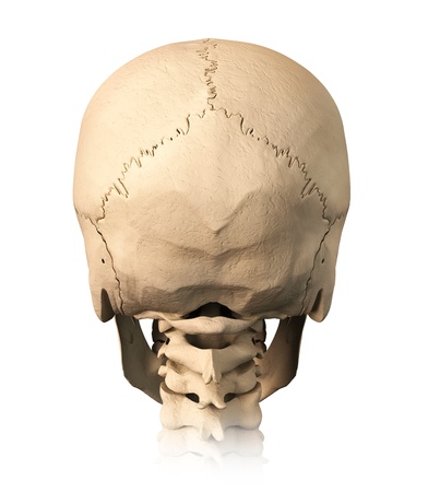 Very detailed and scientifically correct human skull. back view, on white background. Anatomy image.の写真素材