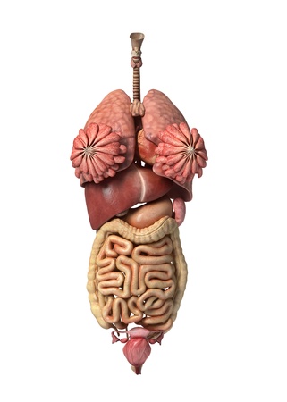 Photorealistic 3D rendering, of Female full internal organs, front view.の写真素材