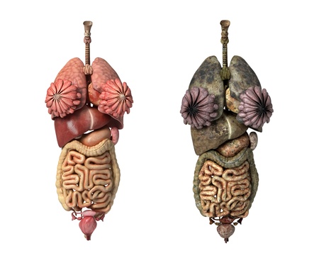 Photorealistic 3D rendering, of Female full internal organs, front view, comparison between healty and unhealty organs.の写真素材