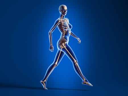 X ray looking 3D rendering of naked woman, walking on floor, with bone skeleton superimposed, on blue background.の写真素材