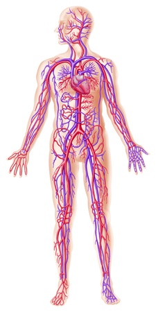 Human circolatory system cross sectionの写真素材
