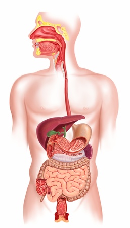 Human digestive system cross sectionの写真素材